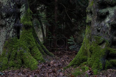 Foto de Forest floor in autumn. Green moss growing on tree roots - Imagen libre de derechos