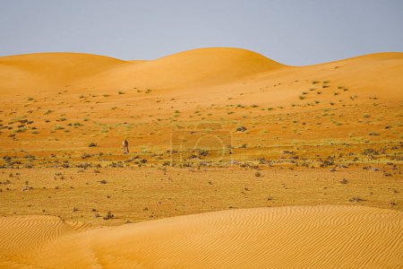 Téléchargez les photos : Vue sur les dunes du désert de Wahiba Sands à Oman - en image libre de droit