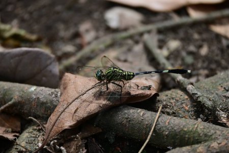 Photo for Orthetrum Sabina Drury or green rhinoceros dragonfly - Royalty Free Image