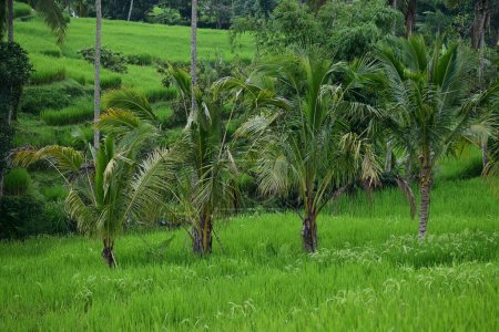 Photo for Landscape rice field and coconut tree of Jatiluwih Bali - Royalty Free Image