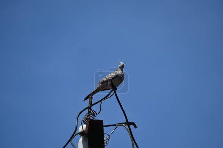 Photo for Turtledove rests on electric wire with a clear blue sky in the background - Royalty Free Image