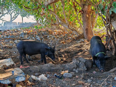 Photo for Local Balinese pig, black in color - Royalty Free Image