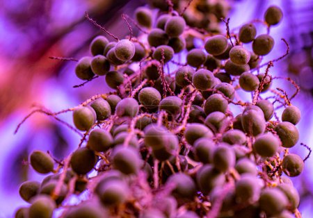Foto de Frutos morados silvestres que se asemejan a átomos volando o flotando en el agua. - Imagen libre de derechos