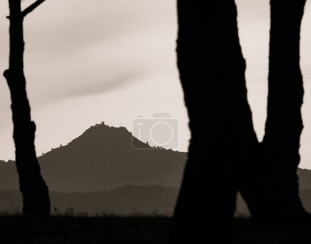 Téléchargez les photos : Silhouette de pins méditerranéens avec la montagne Tagamanent en arrière-plan. - en image libre de droit
