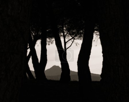 Téléchargez les photos : Silhouette de pins méditerranéens avec la montagne Tagamanent en arrière-plan. - en image libre de droit