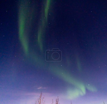 Photo for Green and purple northern lights between the silhouette of two trees in iceland with the sky bluish by the moon - Royalty Free Image