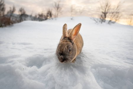 Photo for Typical dark brown rabbit from Iceland eating a grape with the ground completely covered in snow and the first light of dawn with traces of snow and ice on its mustache and nose. - Royalty Free Image