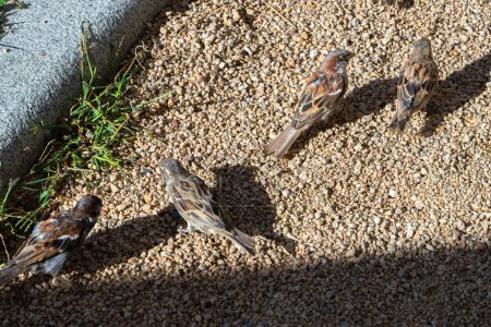 Téléchargez les photos : Petit groupe de moineaux cherchant de la nourriture, marchant sur une étendue de terre de gravier par une journée ensoleillée et ombrageant le sol des oiseaux moineaux - en image libre de droit