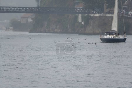 Tourists in a pleasure sailboat sailing along the Douro River on a very foggy and rainy day with seagulls next to them, flying and catching fish at water level.
