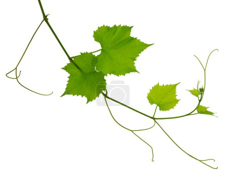 Photo for Green fresh grape leaf. Grape leaves vine branch with tendrils and young leaves. Small grape branch with green leaves. Isolated without shadow. Fresh young vine leaves. Spring. Summer. - Royalty Free Image