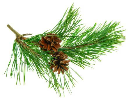 Photo for Cones on a branch isolated on white. Spruce branch with cones. Young pine cone on a green tree branch. Coniferous evergreen bumps with fruits. Christmas winter natural decor. - Royalty Free Image