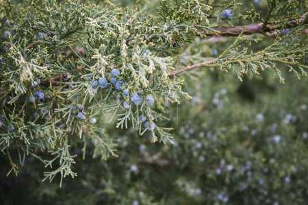 Foto de Arbusto Blue Star Juniper o enebro del Himalaya en el jardín de verano. Arbusto siempreverde agujereado con follaje plateado-azul, densamente lleno. Primer plano, enfoque selectivo. - Imagen libre de derechos