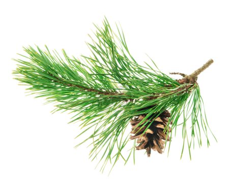 Cones on a branch isolated on white. Spruce branch with cones. Young pine cone on a green tree branch. Coniferous evergreen bumps with fruits. Christmas winter natural decor.