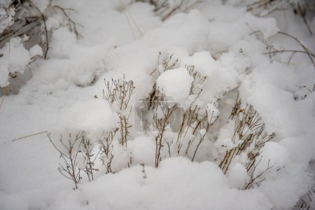 Photo for Snow-covered plants on the slope of a winter river - Royalty Free Image