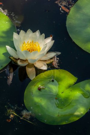 Photo for White water lily with leaves and reflection in lake wate - Royalty Free Image