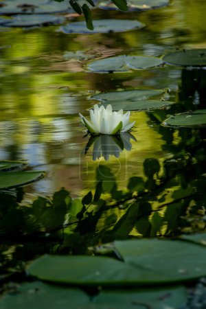 Photo for White water lily with leaves and reflection in lake wate - Royalty Free Image