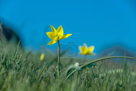 Photo for Spring flowers bloom in the field against the background of the sk - Royalty Free Image