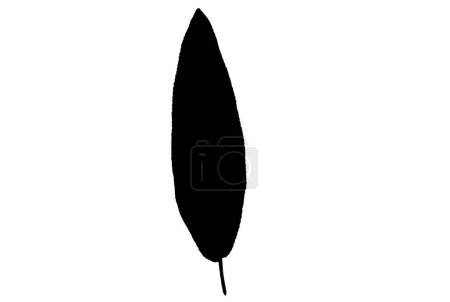 Leaf silhouette black spring design element botanical nature illustration art