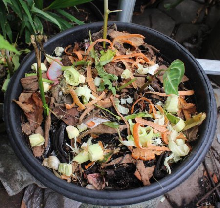 Téléchargez les photos : Dry leaves, vegetables and food scraps are mixed on top of the soil in pot as compost. - en image libre de droit