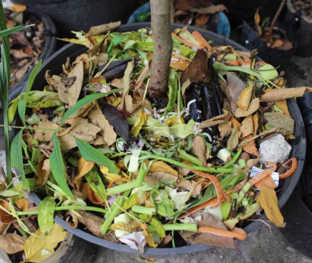 Foto de Dry leaves, vegetables and food scraps are mixed on top of the soil in pot as compost. - Imagen libre de derechos