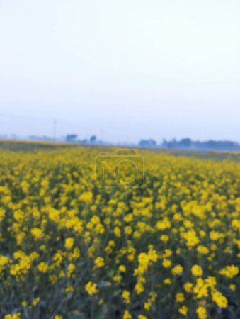 Téléchargez les photos : Une image de plantes de fleurs de moutarde fond flou - en image libre de droit