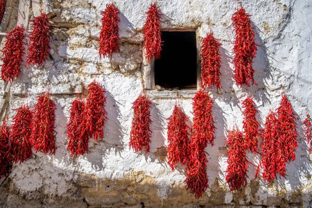 Garlands of paprika in the sunlight. Red peppers hung on the wall of the house to dry
