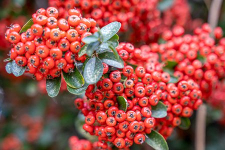 Foto de Pyracantha red berries in autumn, selective focus.Pyracantha; decorative garden bush with bright red berries. - Imagen libre de derechos
