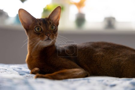 Photo for Abyssinian cat lies on the bed and looks with interest. Portrait of a purebred Abyssinian young cat. High quality photo - Royalty Free Image