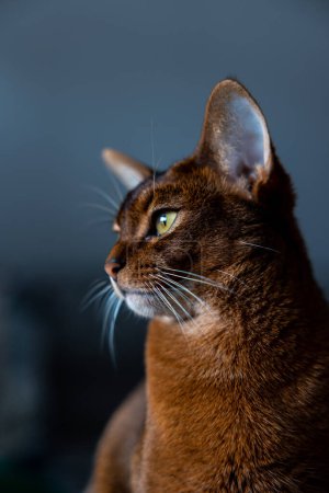 Photo for Charming portrait of a domestic cat. Young brown-red Abyssinian cat. The cat looks to the side and sits sideways. High quality photo - Royalty Free Image