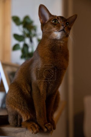 Photo for Abyssinian cat sits on a table, against the background of a green plant. Portrait of a purebred Abyssinian young cat sitting. waiting for food. High quality photo - Royalty Free Image