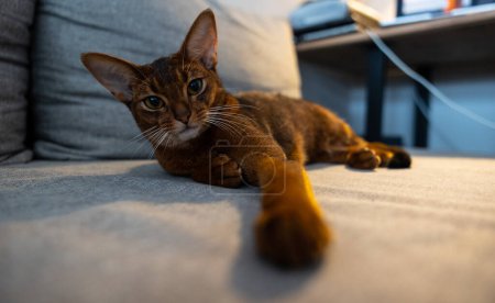 Photo for An Abyssinian cat lies on a couch with its paw outstretched towards the camera. Looks into the camera. High quality photo - Royalty Free Image