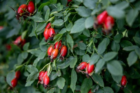 Foto de Rosa mosqueta roja madura en un arbusto en un día de otoño, enfoque selectivo. Foto de alta calidad - Imagen libre de derechos