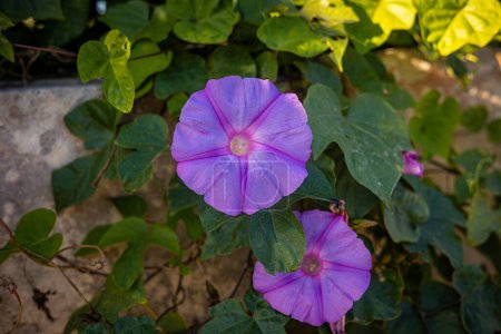 Photo for Ipomoea purple. Outdoor plants on the island of Malta. High quality photo - Royalty Free Image