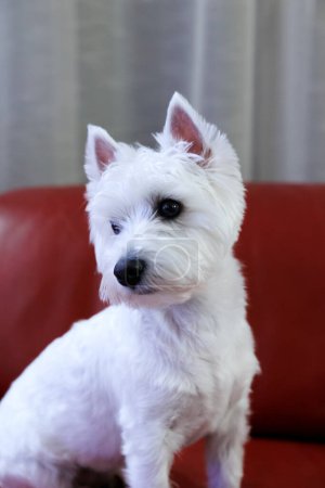 West Highland white terrier sits on a red leather sofa looking away. High quality photo