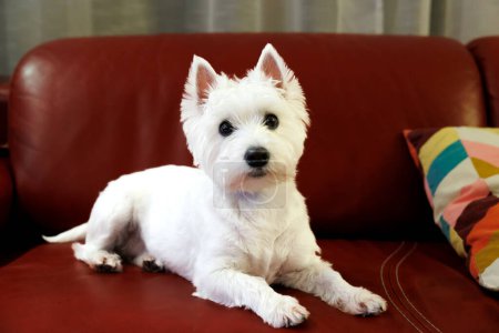 Photo for White West Highland White Terrier on a red leather sofa.Looks into the camera. High quality photo - Royalty Free Image