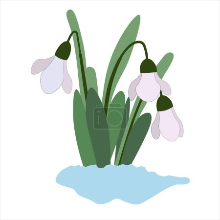 Illustration for Snowdrops bursting through the snow - Royalty Free Image