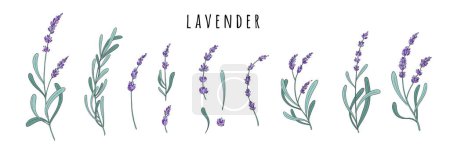 Lavender flowers set. Provence floral herbs with purple blooms. Botanical drawing of French field Lavandula. Blossomed lavander. Colored hand-drawn vector illustration isolated on white background.