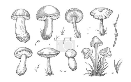 Sketch mushrooms. Hand drawn various edible mushroom morel, truffle, champignon, black and king trumpet, bolete mushroom vintage set. Organic vegetarian product for menu packaging illustration on