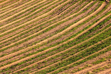 Foto de Vista de una plantación de maní en una finca en el área rural en el estado de Sao Paulo; La región es uno de los mayores productores de esta legumbre en Brasil - Imagen libre de derechos