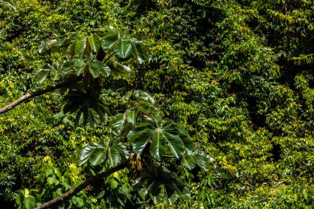 Photo for Embauba tree on Atlantic Rainforest in Brazil - Royalty Free Image