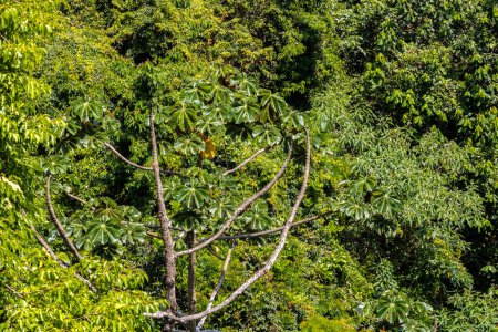 Téléchargez les photos : Embauba arbre sur la forêt tropicale atlantique au Brésil - en image libre de droit