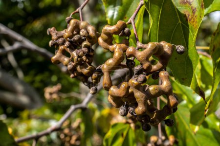 Japanischer Traubenbaum oder japanische Traube, Hovenia dulcis beladen mit Früchten in einem Bauernhof in Brasilien
