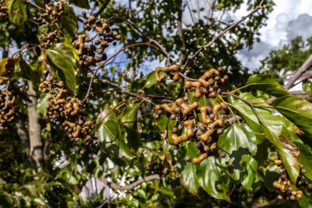 Japanischer Traubenbaum oder japanische Traube, Hovenia dulcis beladen mit Früchten in einem Bauernhof in Brasilien