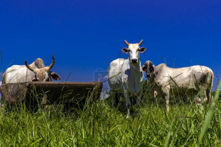 Herde von Zebu-Nellore-Tieren auf einer Weide einer Rinderfarm in Brasilien