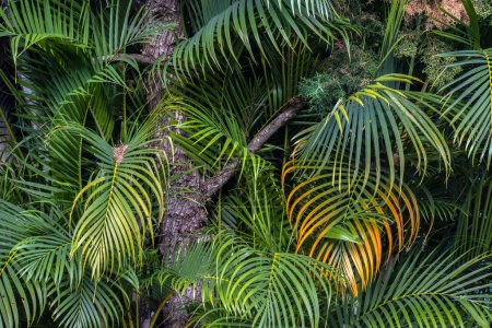Téléchargez les photos : Dypsis lutescens, connu sous le nom de palmier bambou, palmier doré, palmier areca, palmier jaune ou papillon, est une espèce de plante à fleurs de la famille des Arecaceae, cultivée au Brésil. - en image libre de droit