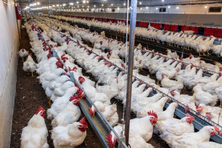 Téléchargez les photos : Elevage de coqs et de poules pour l'alimentation de la viande dans l'aire de reproduction d'une ferme avicole, au Brésil. La production avicole brésilienne est l'une des industries avicoles les plus respectées au monde. - en image libre de droit