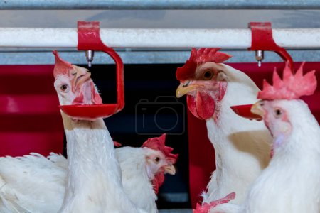Elevage de coqs et de poules pour l'alimentation de la viande dans l'aire de reproduction d'une ferme avicole, au Brésil. La production avicole brésilienne est l'une des industries avicoles les plus respectées au monde.