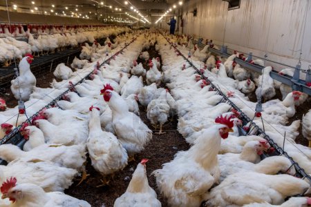 Zuchthähne und Hühner für Fleischfutter im Aufzuchtgebiet einer Geflügelfarm in Brasilien. Brasilianische Geflügelproduktion ist eine der angesehensten Geflügelindustrien der Welt.
