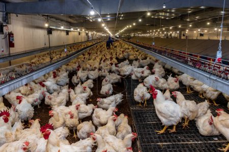 La cría de gallos y gallinas para la alimentación de la carne dentro de la zona de cría de una granja avícola, en Brasil. La producción avícola brasileña es una de las industrias avícolas más respetadas del mundo.