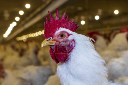 Téléchargez les photos : Elevage de coqs et de poules pour l'alimentation de la viande dans l'aire de reproduction d'une ferme avicole, au Brésil. La production avicole brésilienne est l'une des industries avicoles les plus respectées au monde. - en image libre de droit